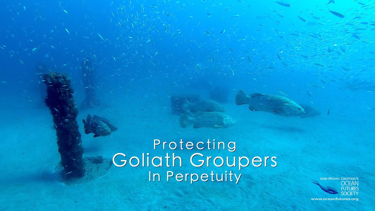 Protecting Goliath Groupers In Perpetuity