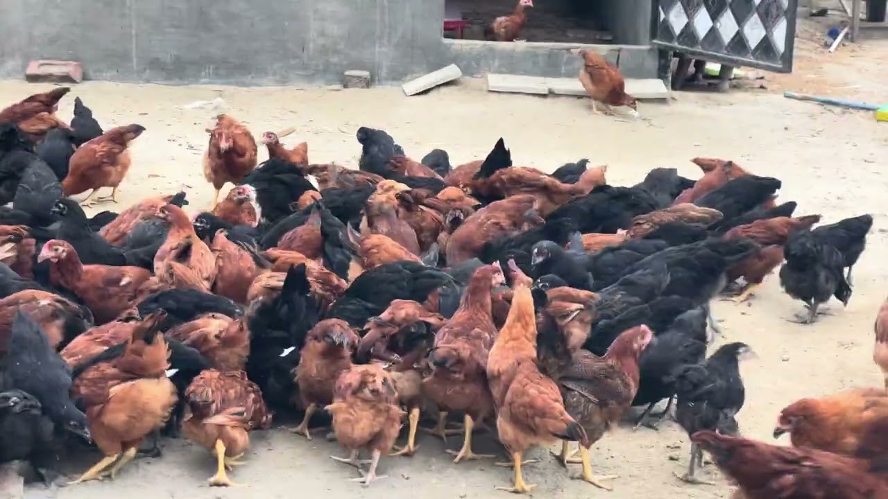 72 days chicks / Desi poultry farm / ਦੇਸੀ ਮੁਰਗੀ ਫਾਰਮ / poultry farm Punjab / poultry farming