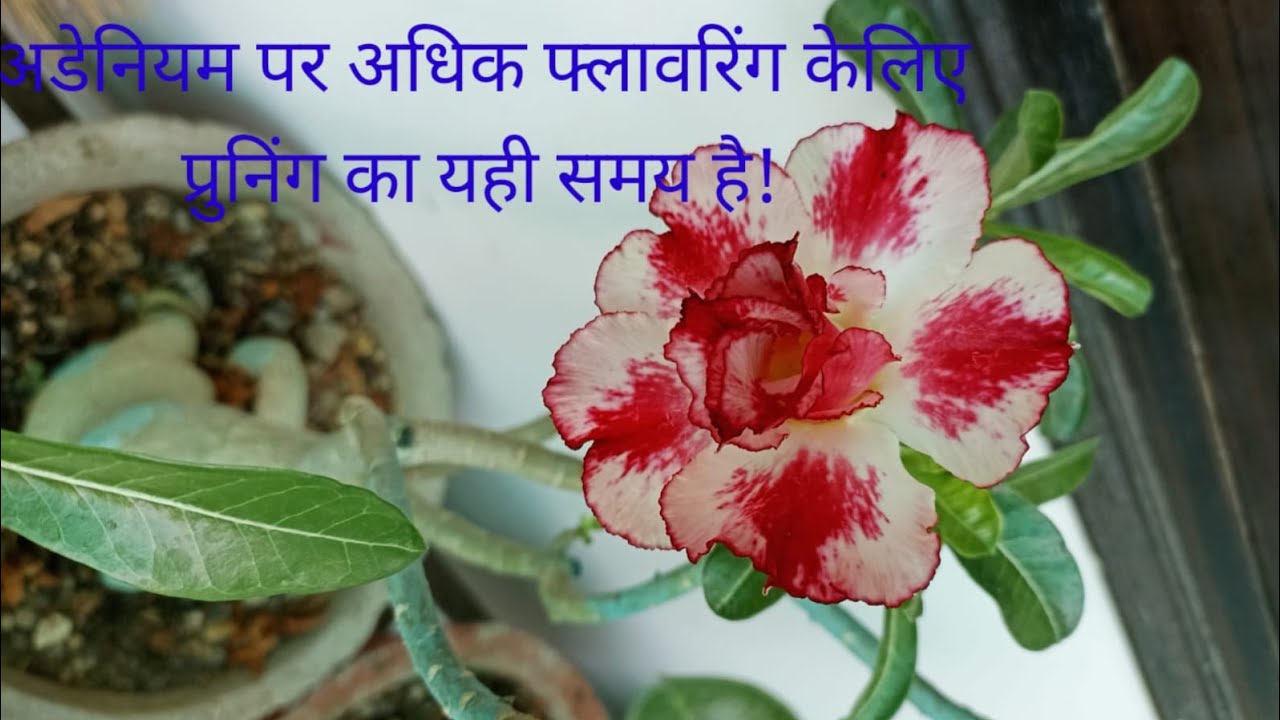 अडेनियम प्रुनिंग का यह सही समय?प्रुनिंग क्यों जरूरी और कैसे करें? क्या सावधानी रखें?सम्पूर्ण जानकारी