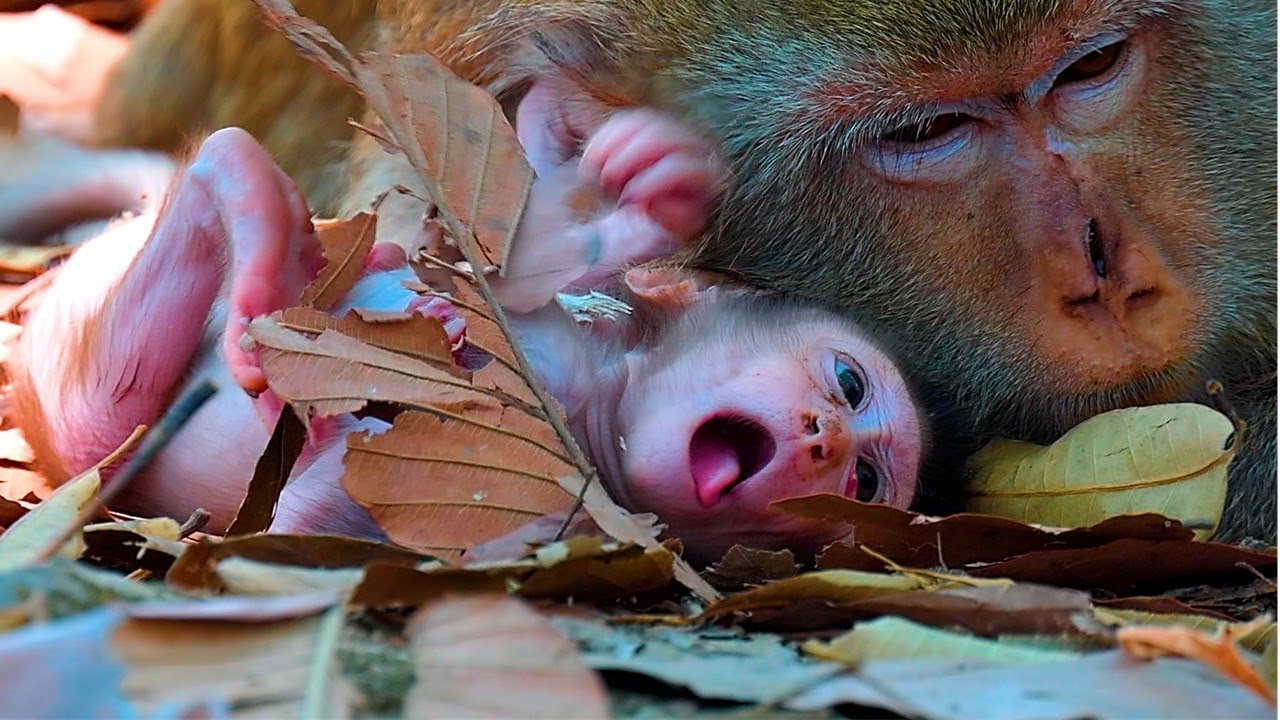 Lovely activities...!   Cute baby activities while living with mom |  Real Angkor Monkey