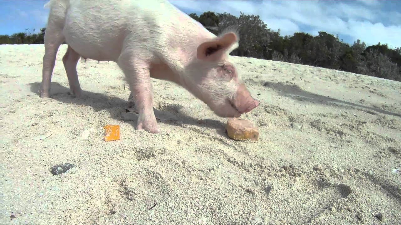 Swimming Pigs on Big Major Cay (part-1)