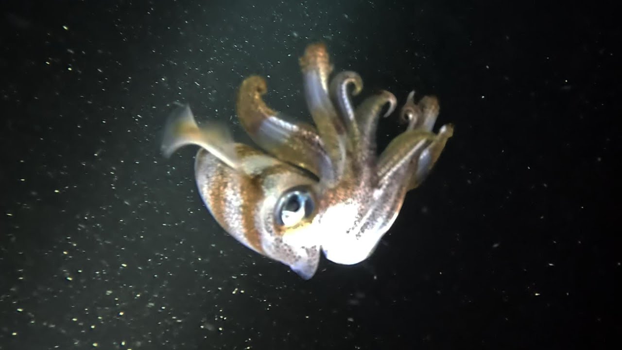Raja Ampat - December 2025
