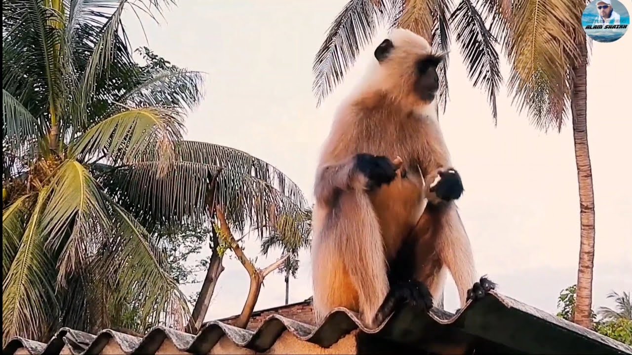 Monkey fight | Monkey | Monkey fighting | Hanuman | langur | Bandar | Black Monkey
