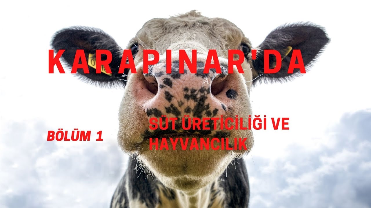 Karapınar Süt Üreticileri ve Hayvancılık Belgeseli Bölüm 1