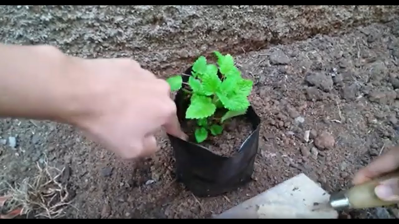 COMO PLANTAR MUDA DE MELISSA EM VASO | Venha Conhecer