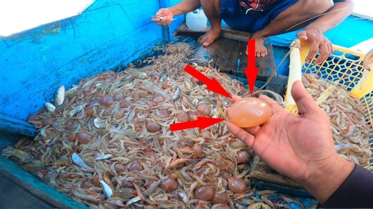 Hewan apa ini‼️panen udang lampis