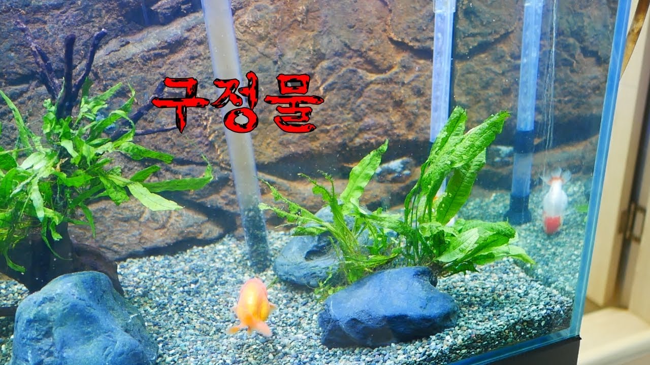 3개월만에 저면여과 바닥재 청소. 바닥재 청소하는 법