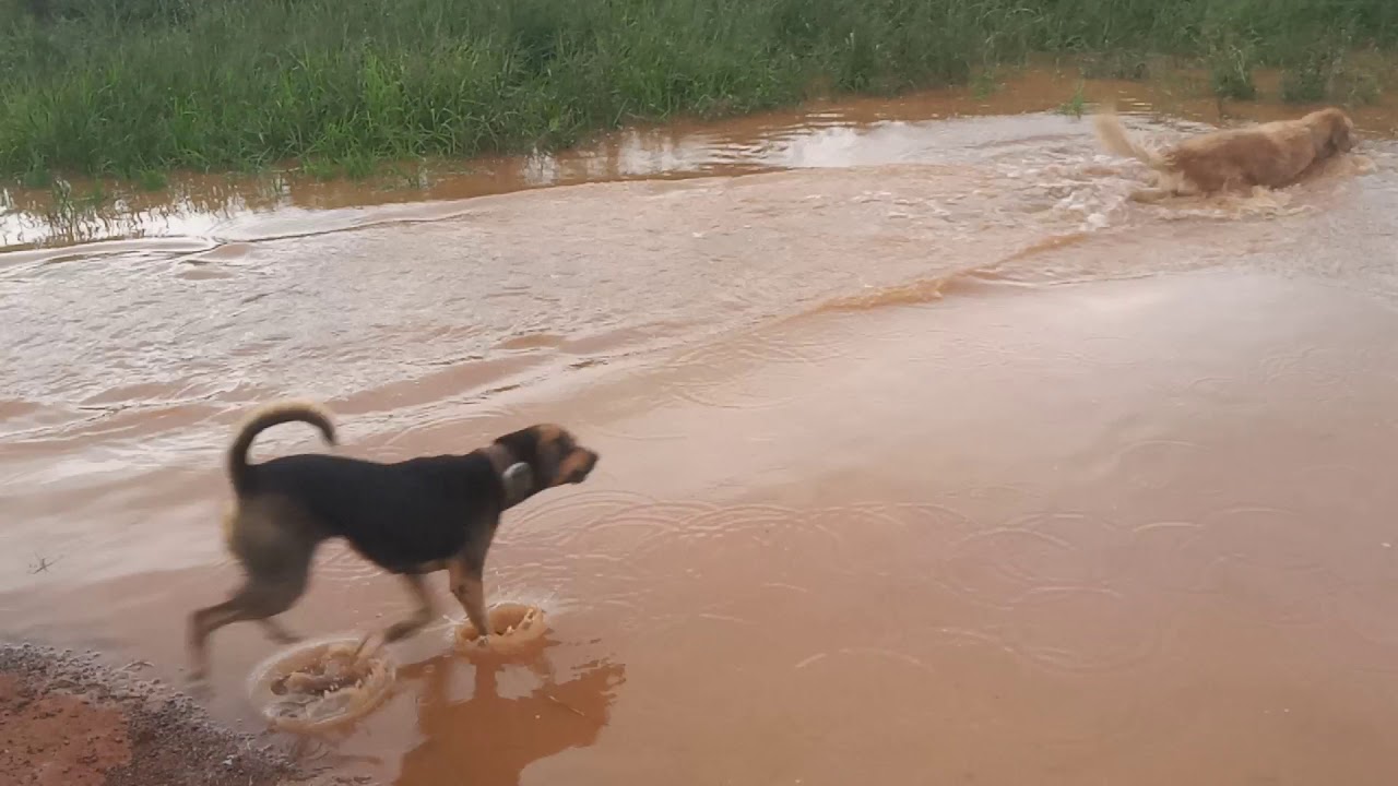 Dora mel e Thor