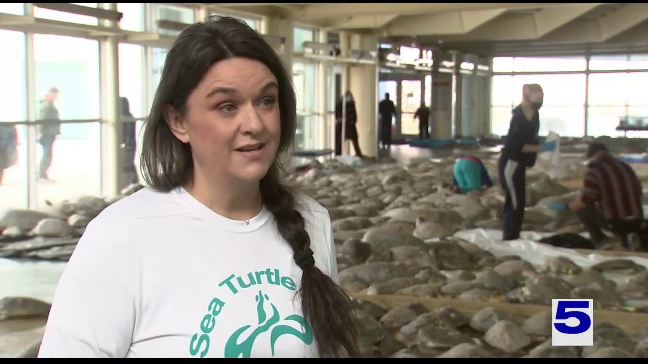 Hundreds of cold-stunned sea turtles rescued on South Padre Island amid severe winter weather