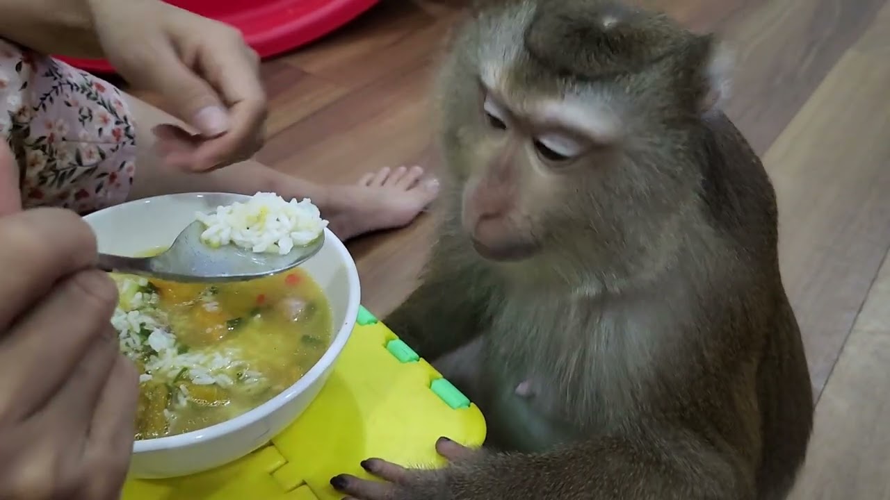 Monkey Baby Nui is the best | Nui Family