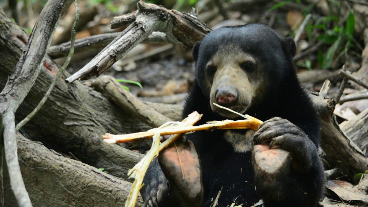 Sun Bear Diet | Sun Bear Eating Sugarcane | BSBCC