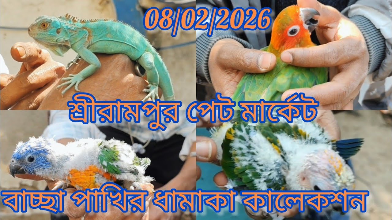 Shrirampur Pet Market🐦 Exotic Birds Price Update🐦 08/02/2026🦜 বাচ্ছা পাখির ধামাকা কালেকশন 🦜