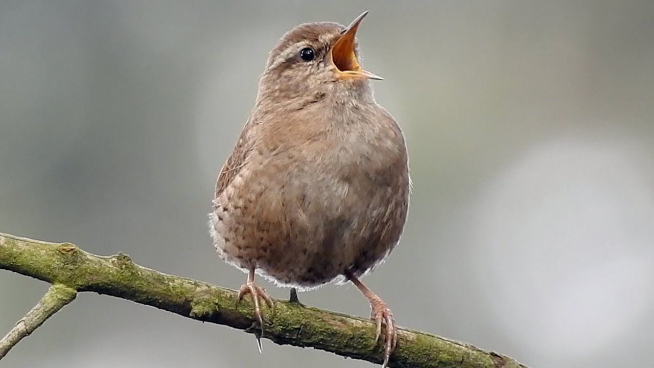 Eurasian Wren singing. Zaunkönig singt. Eifel, Germany. Nikon P900