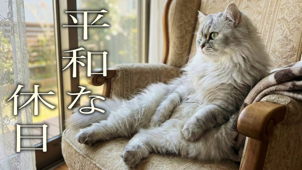 猫と過ごす何もない平和な休日