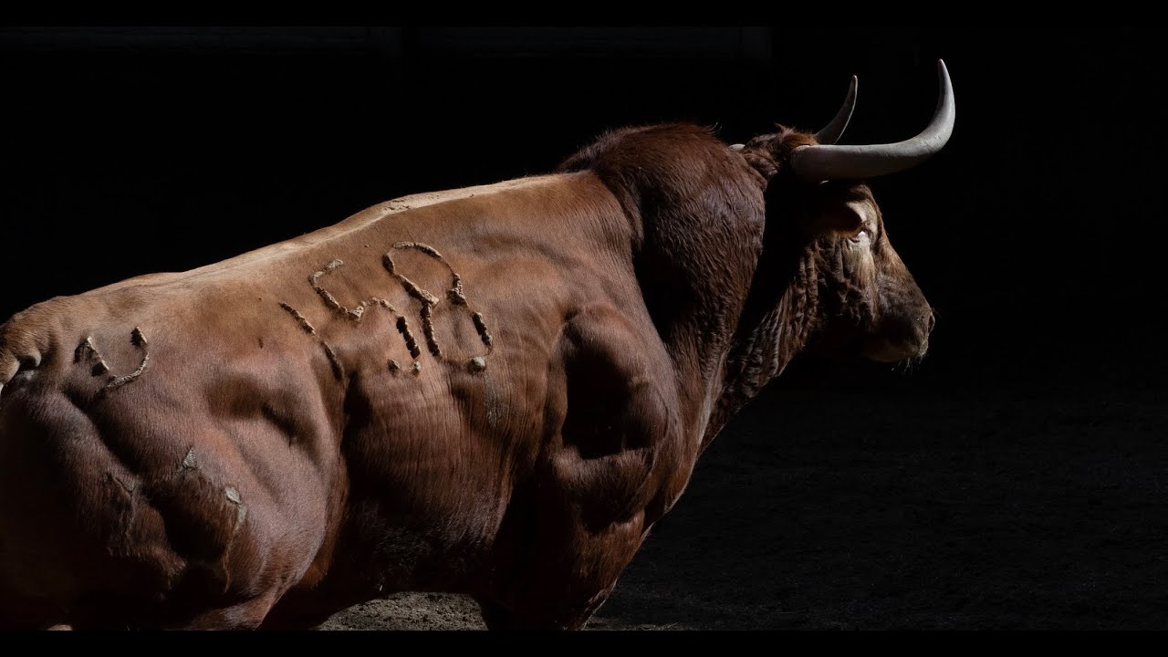SORTEO | Toros de Jandilla y Vegahermosa, Corrida In Memoriam 16 junio
