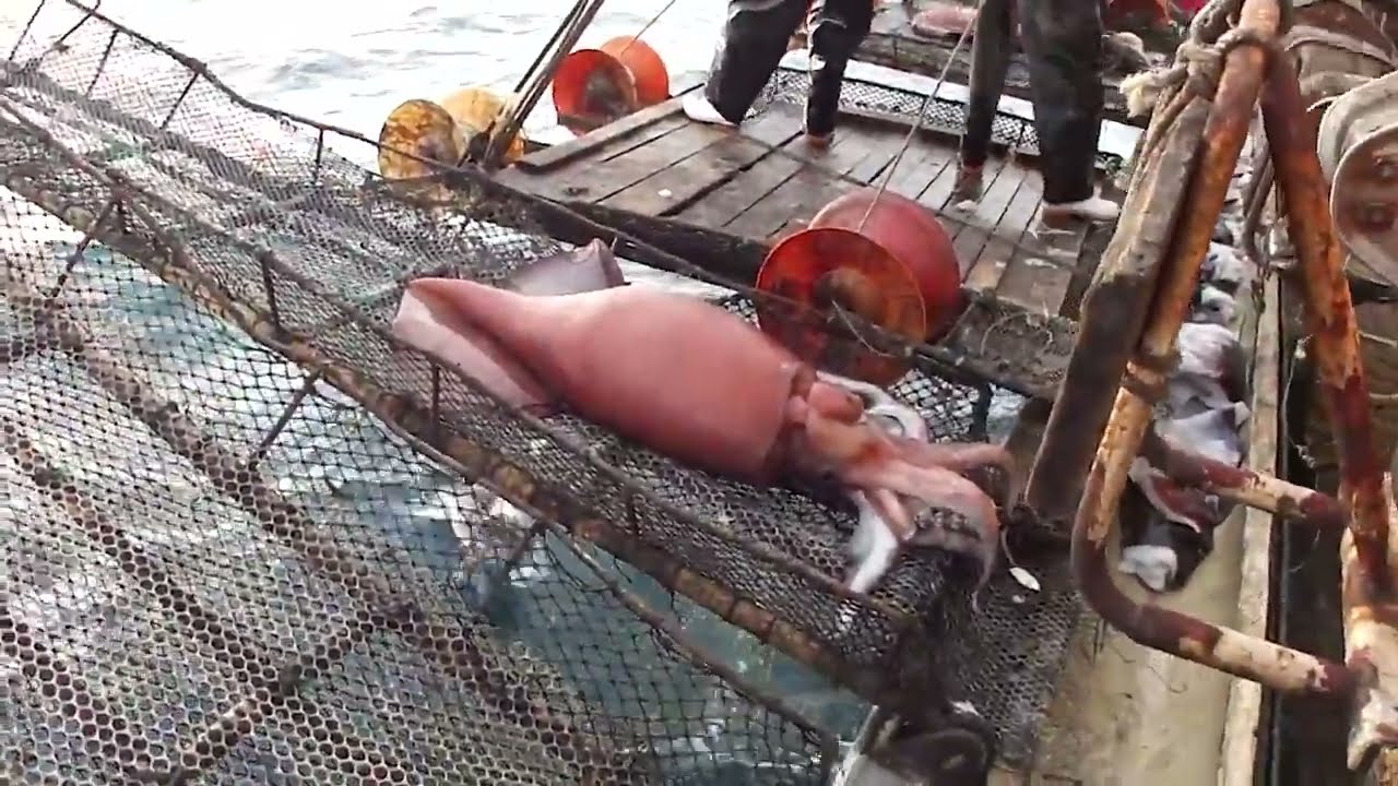 The Squid | The Outlaw Ocean Project