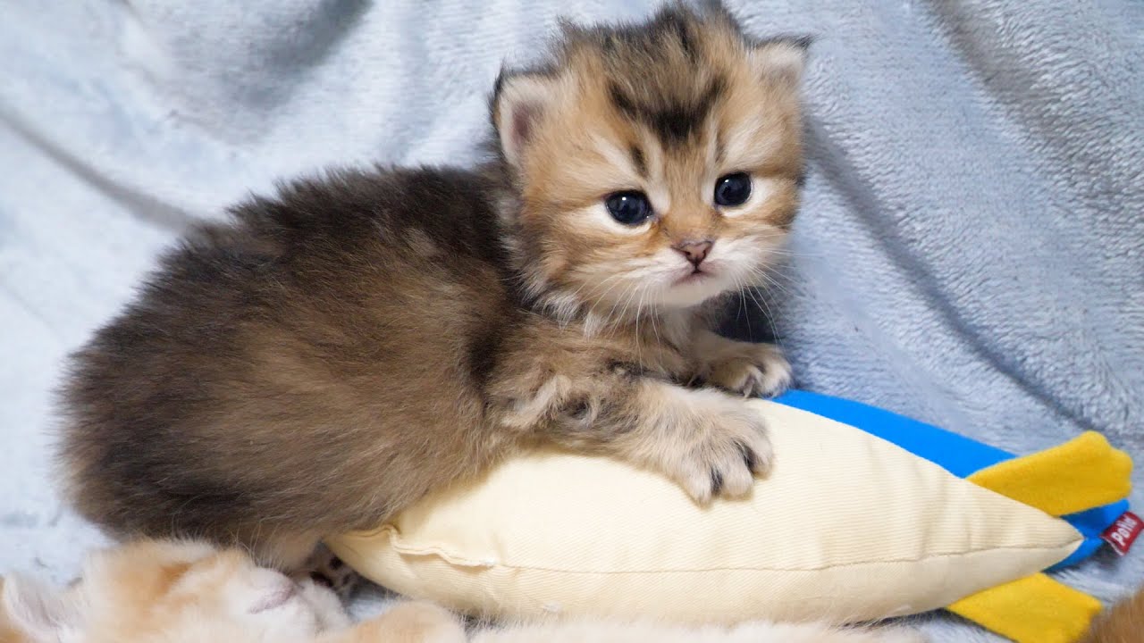 Cute kitten so engrossed in its stuffed animal that it disturbs its siblings' nap...