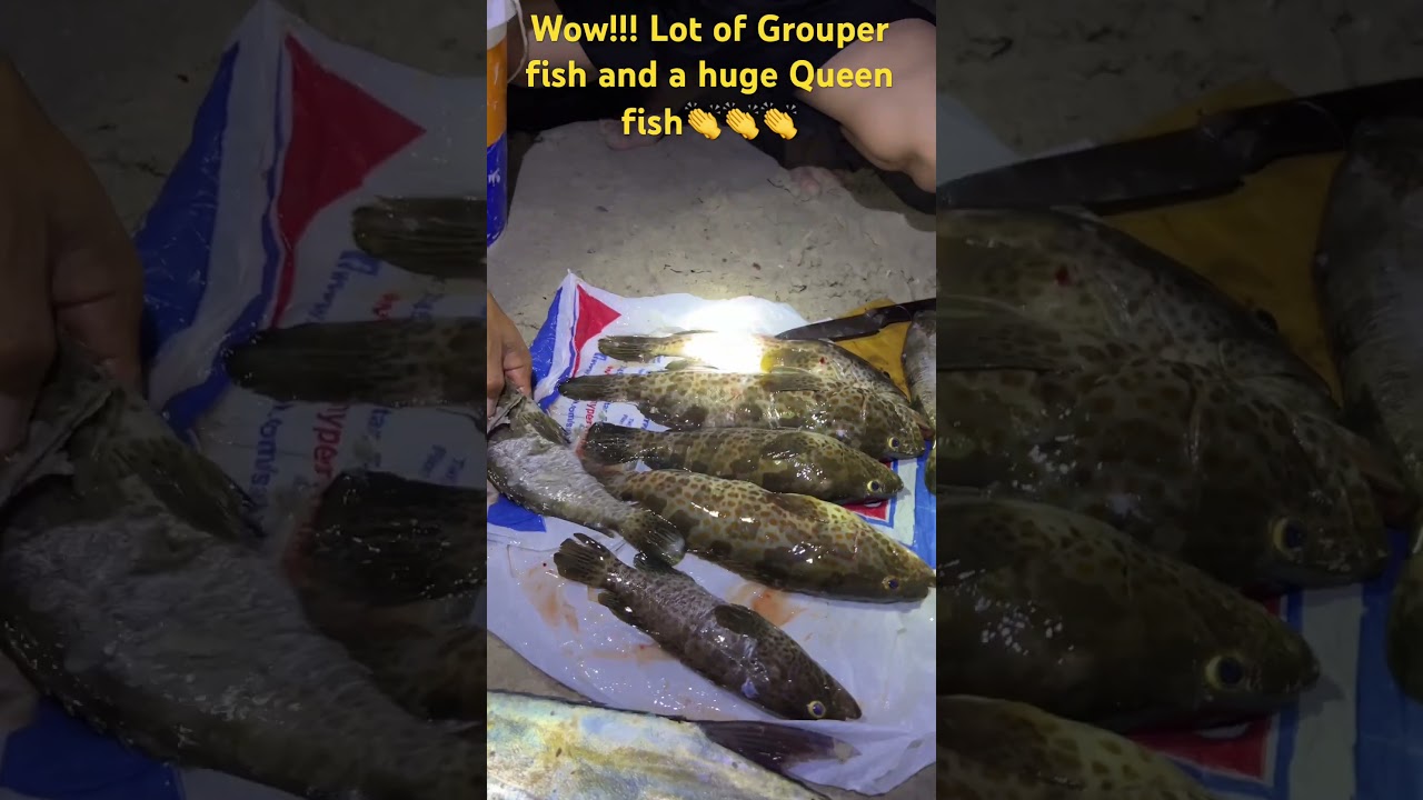 Catch and clean. Lot of Grouper fish & Huge Queenfish 