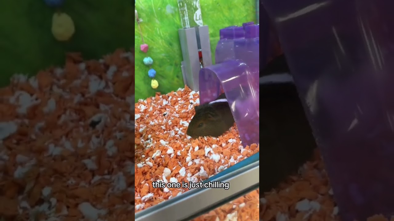 Shopping for a bunny at Petsmart!