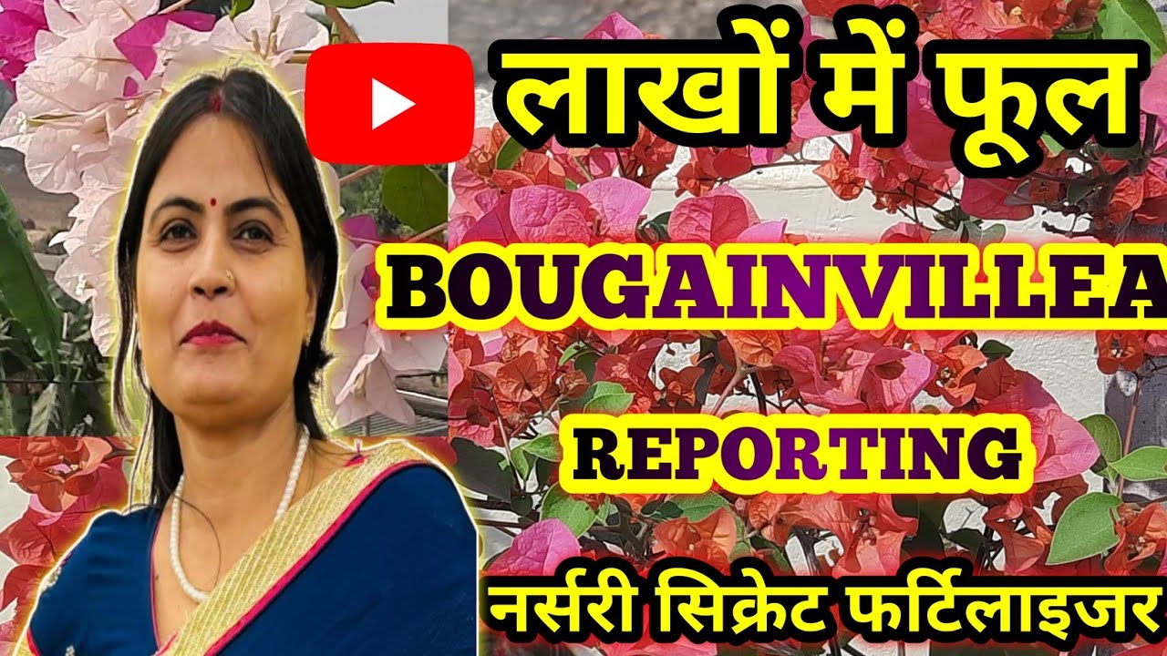 🔴100% Flowering Guarantee BOUGAINVILLEA secret Fertilizer Used by Nursery ||BOUGAINVILlEA REPORTING 