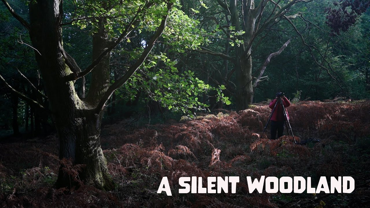Asmr Photography / A Silent Woodland #woodlandphotography