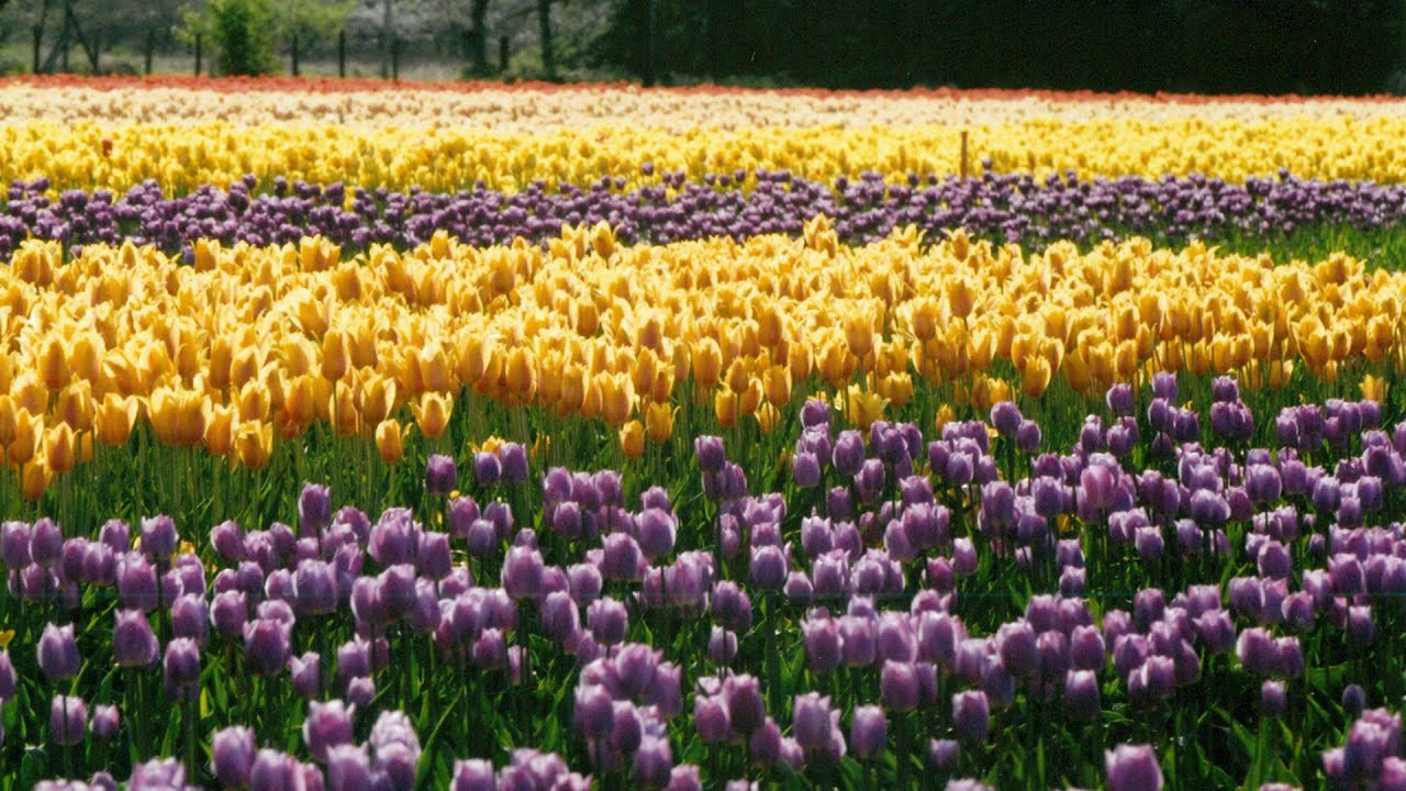 Van Lierop Farm Begins a New Legacy
