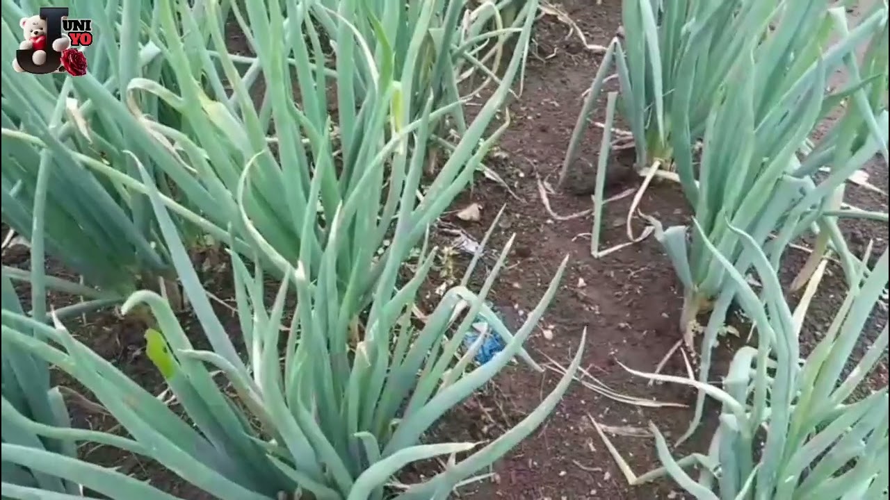 Suburnya tanaman bawang daun dikampung #garden