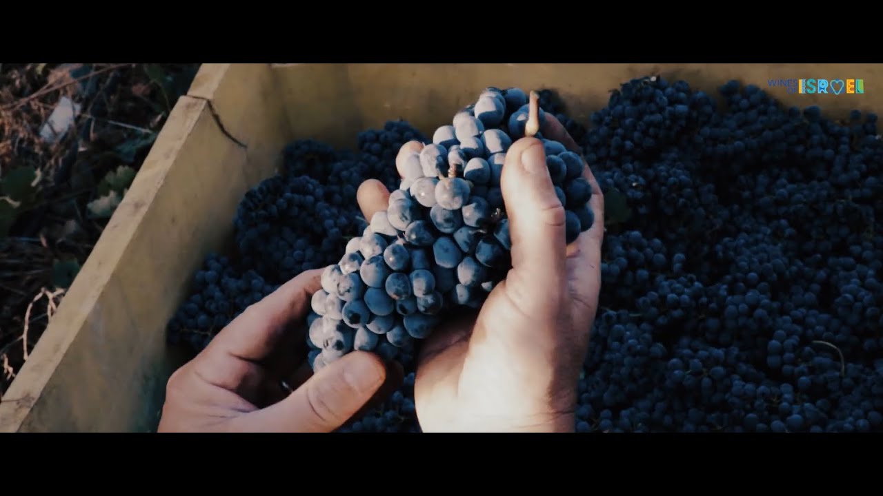 Facing the Future: The Israeli Wine Industry Today
