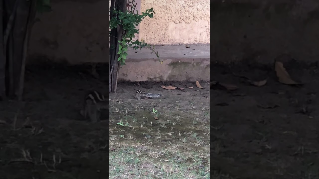 Crow and Squirrel #crow #squirrel #wildlife #birds #mammal #shorts #viral