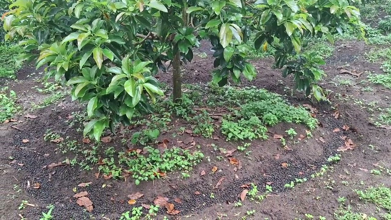 Cara Cepat menyuburkan POHOn alpukat saat musim hujan