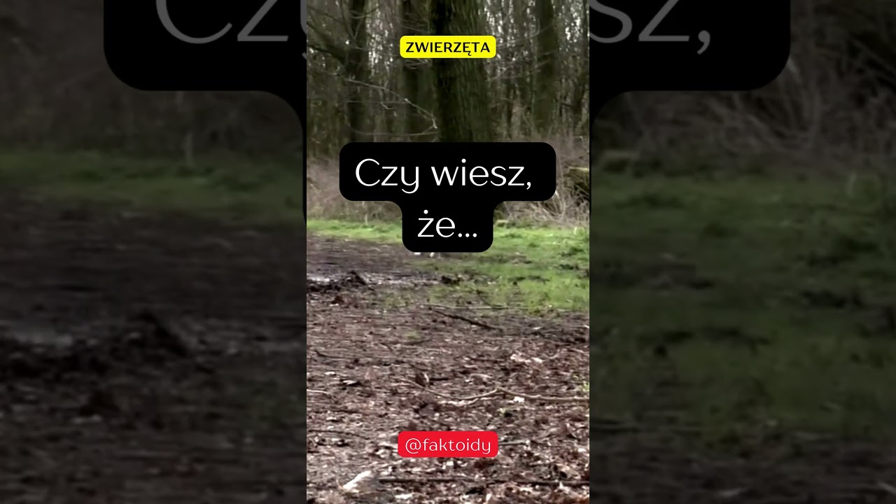 Czy wiesz, że...? #shorts