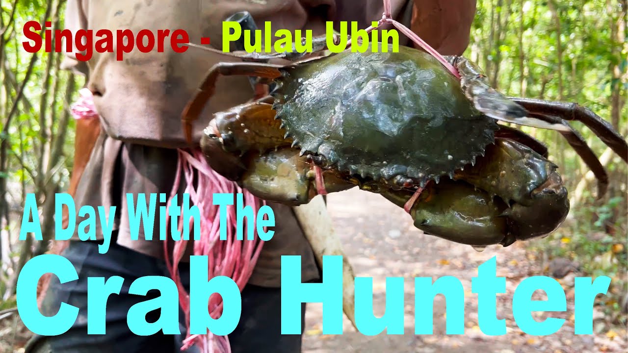 A Day With The CRAB HUNTER, Singapore Pulau Ubin