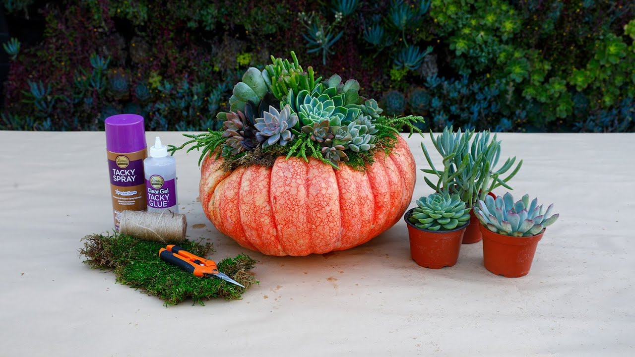 How to Make a Succulent Topped Pumpkin