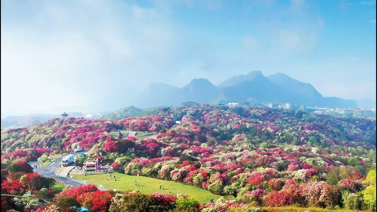 Bijie — Blossoms Along the Journey