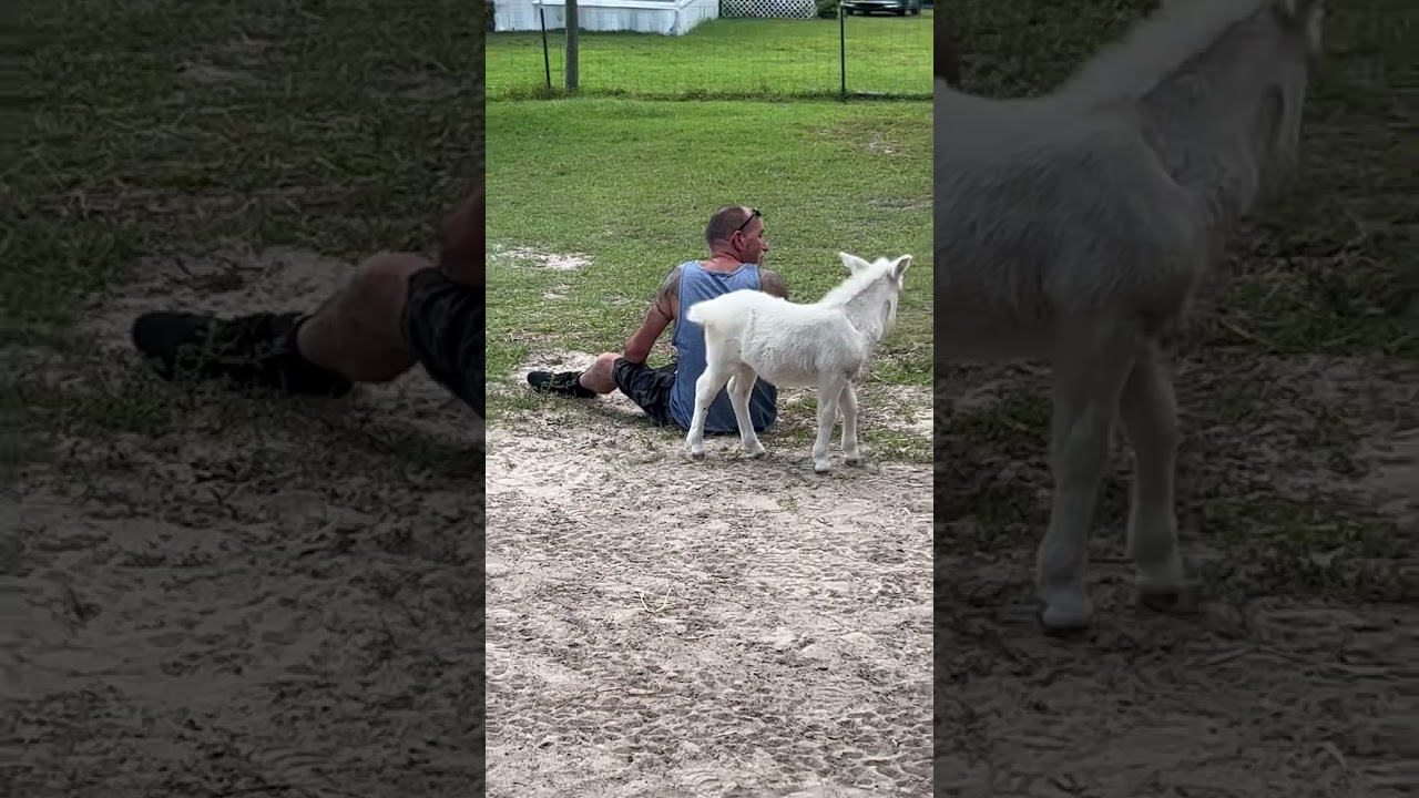 Angel aka Zoomer mini mule that was born a dummy foal.