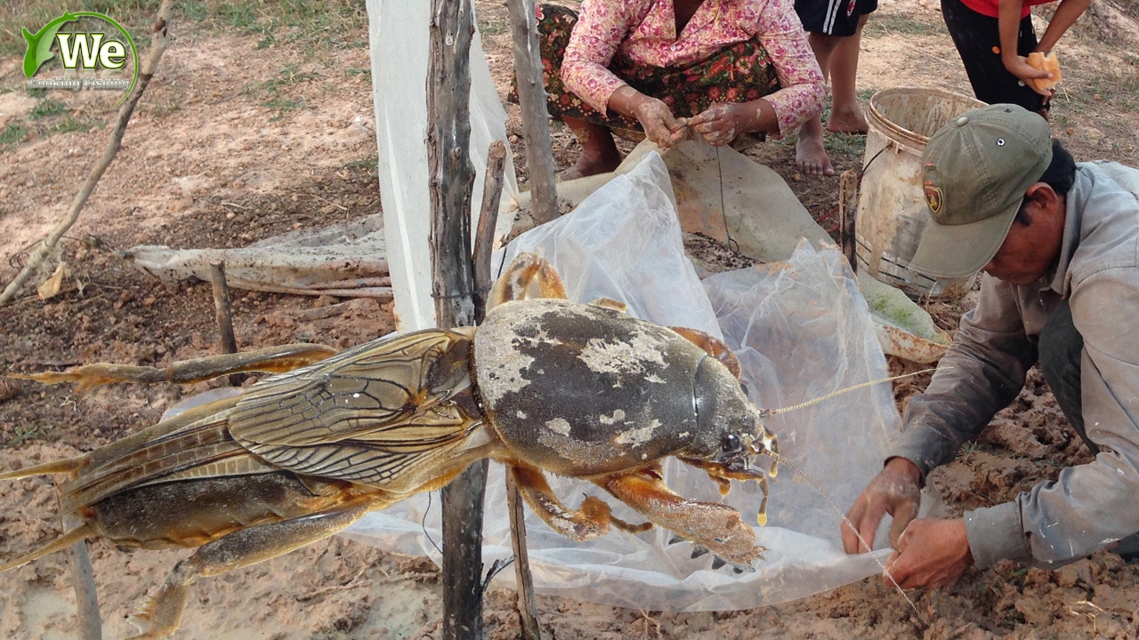 We Survival - How To Catch Mole Cricket Insect