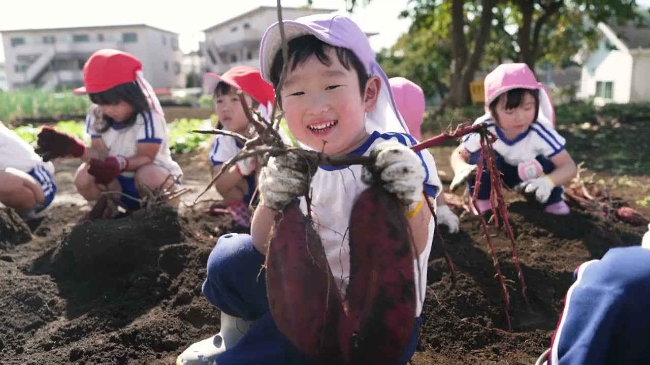 あさひ台幼稚園 お芋掘りと日常