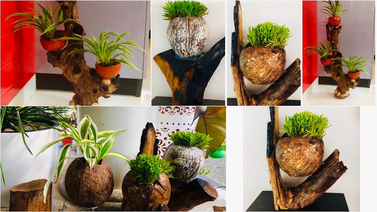 Drywood Planter Creativity | മരക്കൊമ്പുകളും ചിരട്ടയും വെറുതെ  കളയല്ലെ