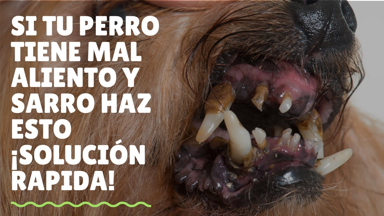 Si tu perro tiene mal aliento y sarro haz ESTO &iexcl;Soluci&oacute;n R&aacute;pida!