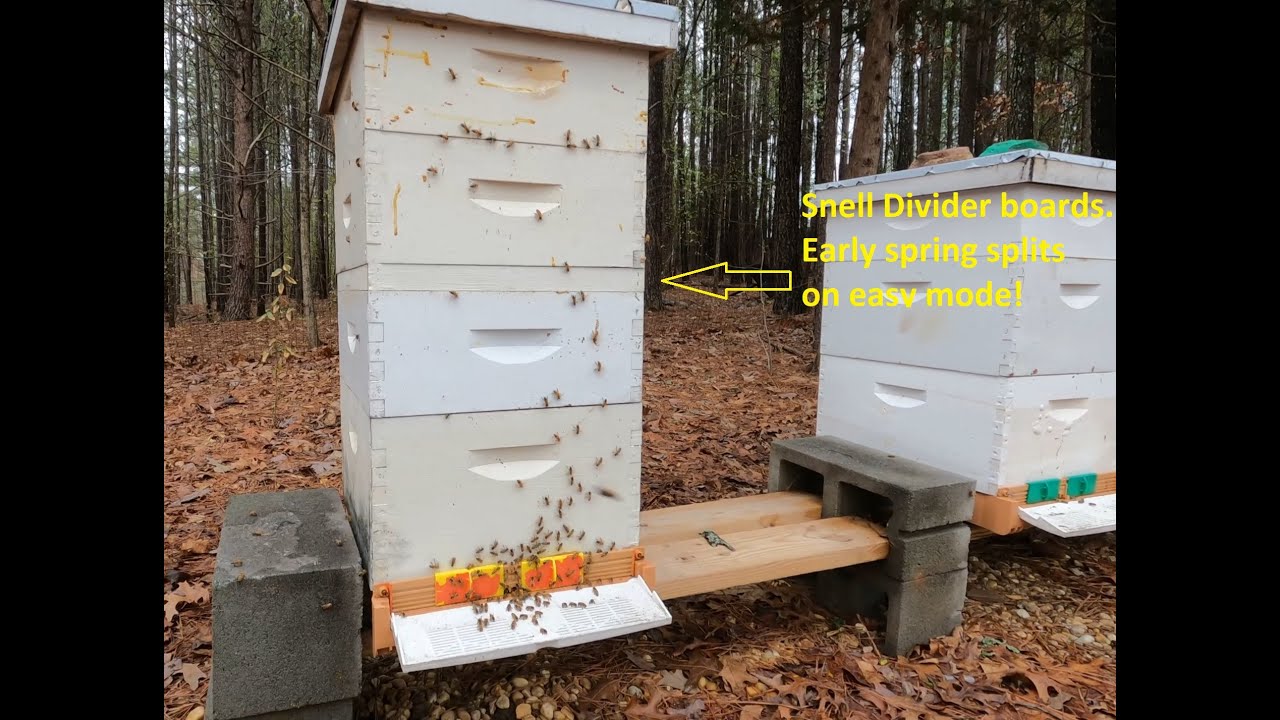 Making early spring splits (Beekeeping)(Georgia)