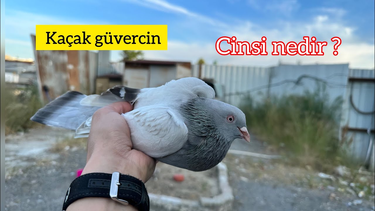 DEĞİŞİK Bİ KAÇAK GÜVERCİN YAKALADIM - Cinsi Nedir ?