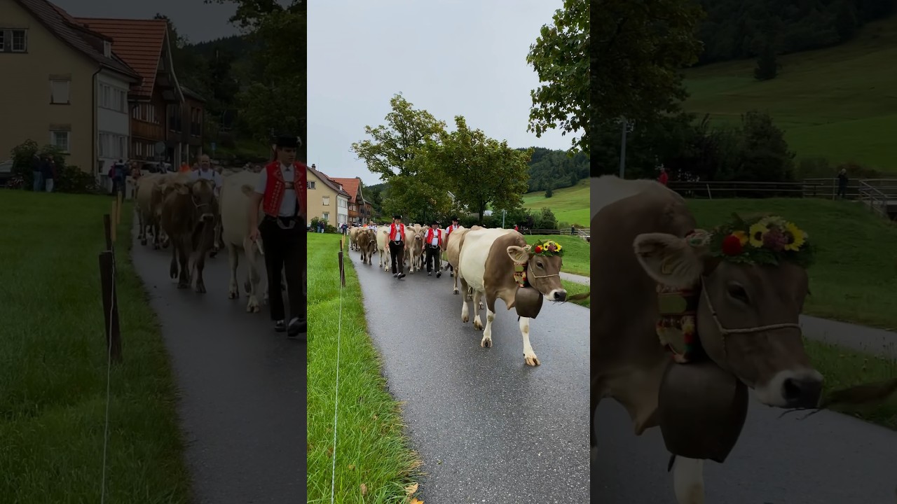 Viehschau Gais - Auffuhr 2023 | Swiss Cattle Show 🇨🇭🐄 😎