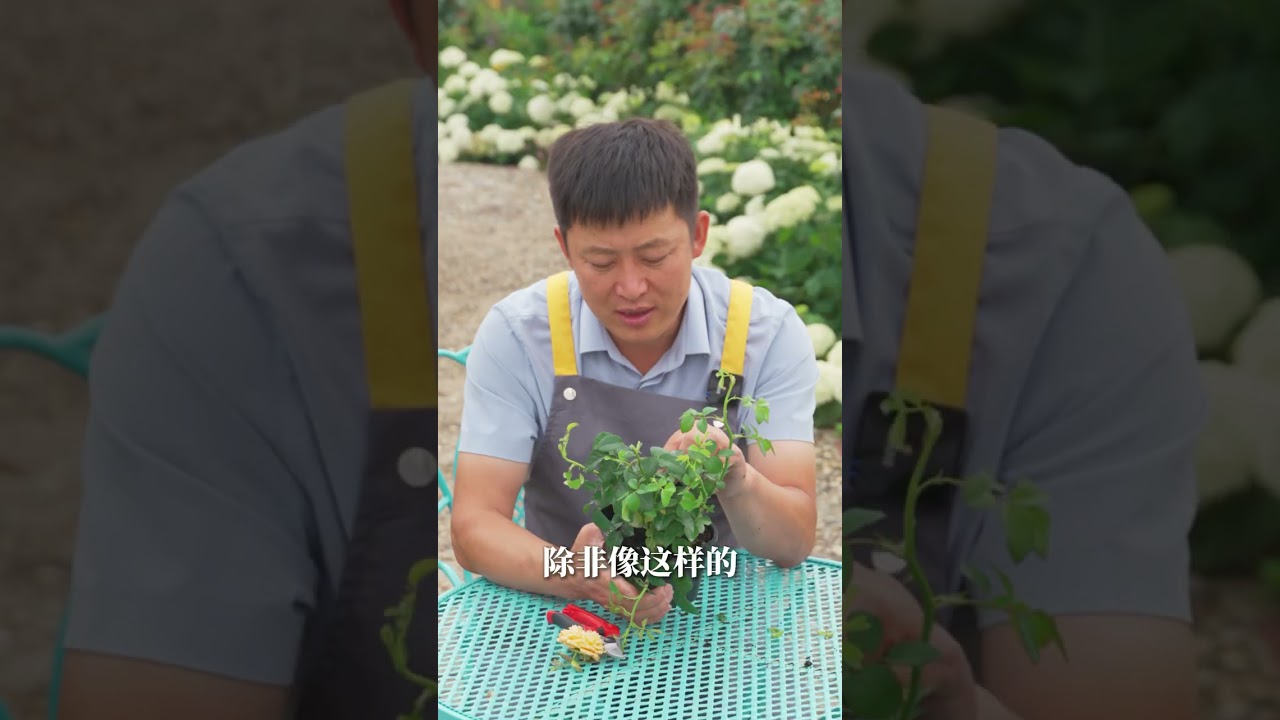 小苗夏季养护，从拆箱到养壮【天狼说月季】