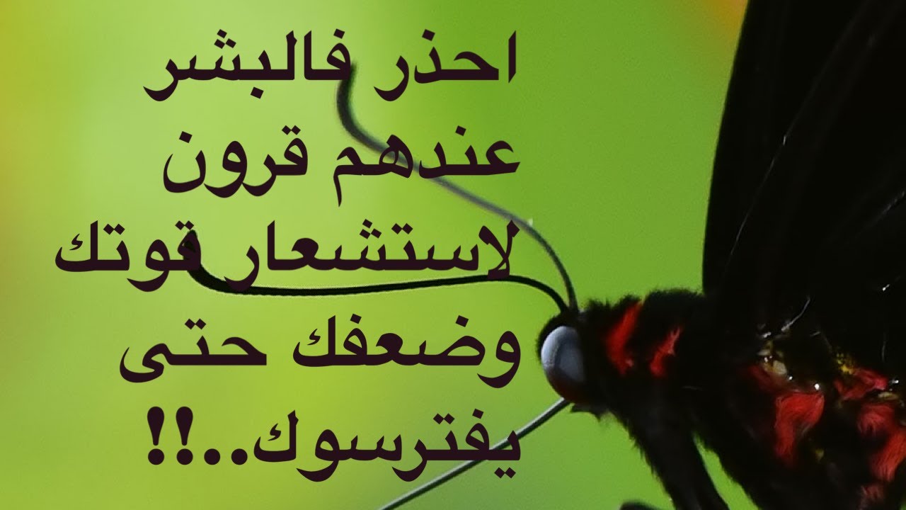 احذر فالبشر عندهم قرون لاستشعار قوتك وضعفك حتى يفترسوك..!!