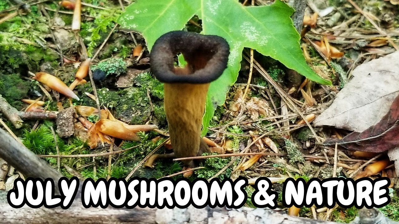 Mushroom Hunting In July