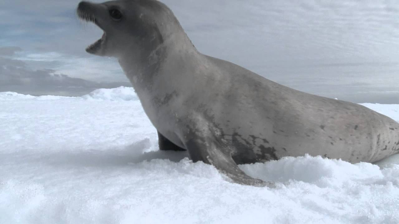 Crabeater seals playing on the sea ice. Antarctic peninsula. www.jonathan-zaccaria.com