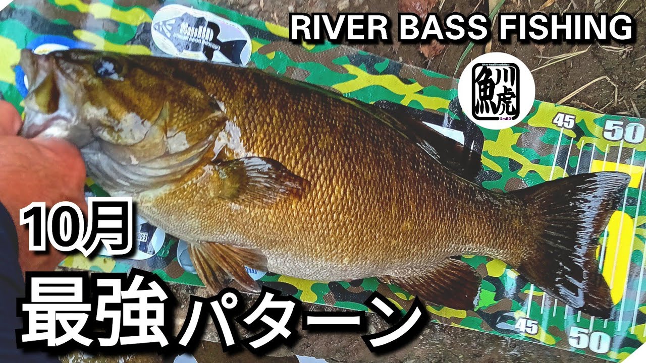 yasu １０月無双パターン…秋冬効く【川バス釣り】スモールマウスバス2025年9月 Small Mouth Bass Fishing