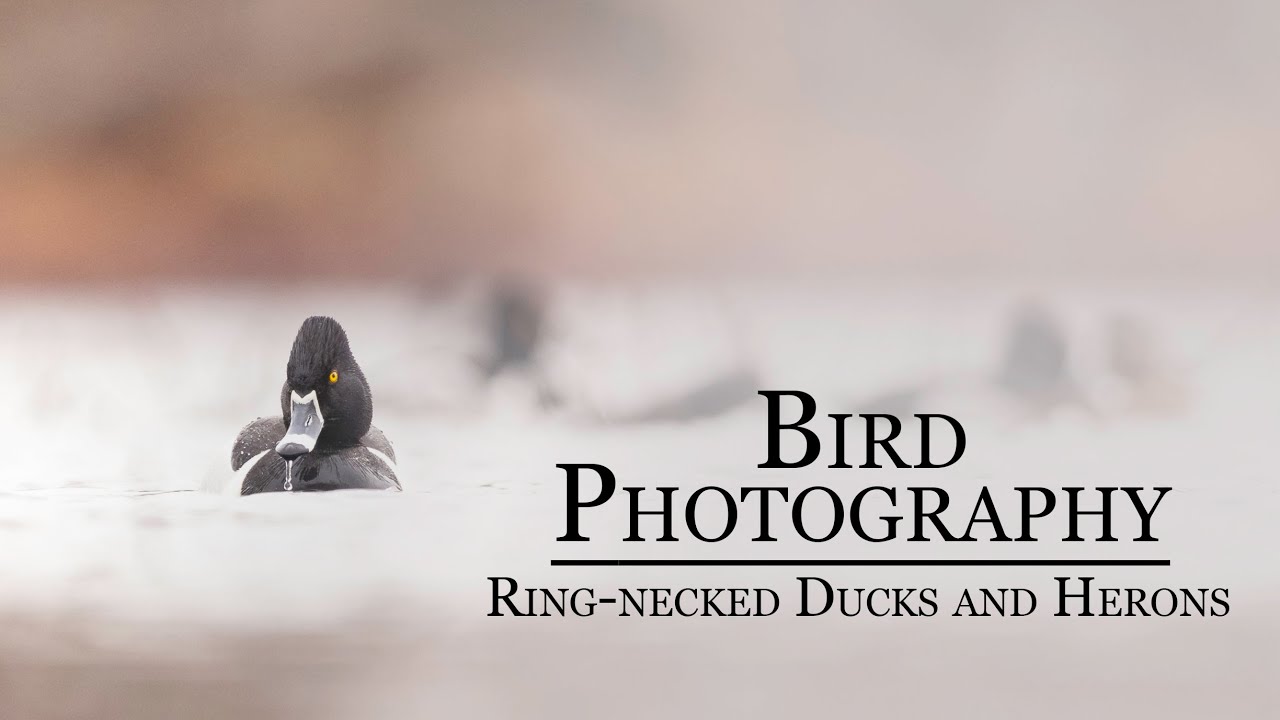 Bird Photography: Ring-necked Ducks and Herons // Birds along the Connecticut River