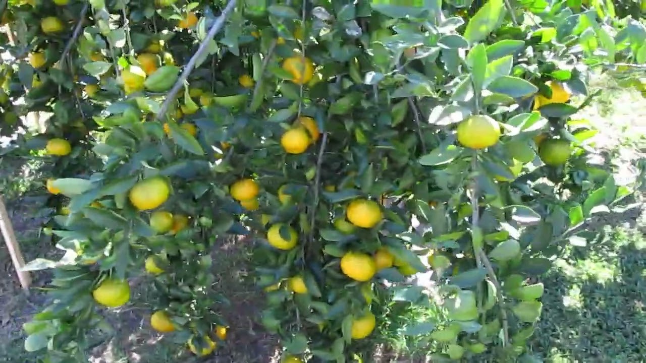 Мандарины