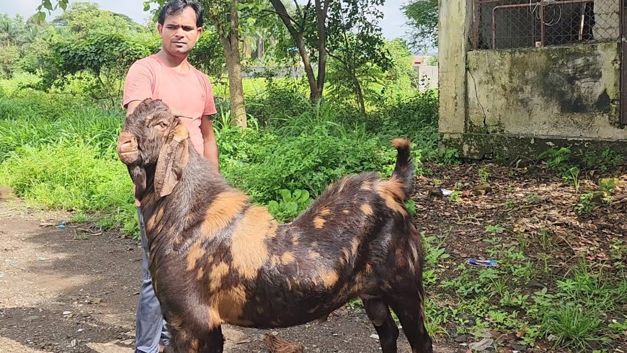 ₹450 Kg Se Big Goats Aur Bohat Kuch | Ajmera Kota Malwa | Hira Goat Farm Panvel.
